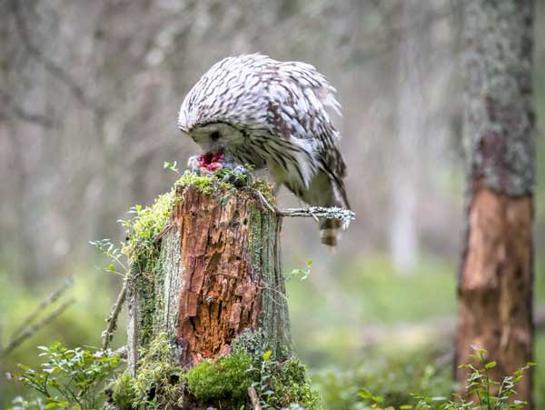 Do owls eat dead squirrels