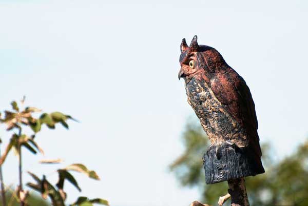 Will fake owl keep squirrels away