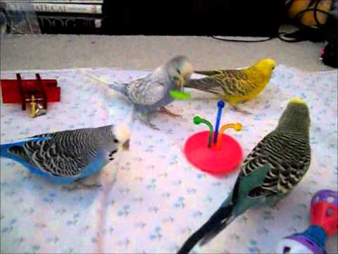 Budgies playing with some new toys