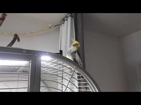 Cockatiel contact calls 15 min - Neitokakadu kutsuhuuto