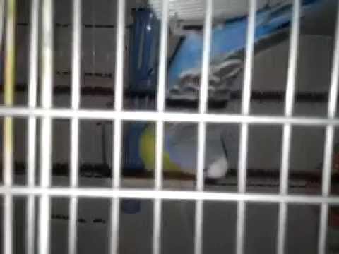 My budgie sleeps like a bat... Upside down too!  :-)