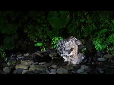 Blakiston's Fish Owl - Catching fish