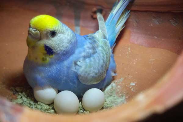 Budgie Eggs