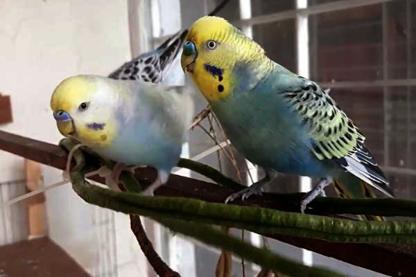 Budgies Eat Asparagus