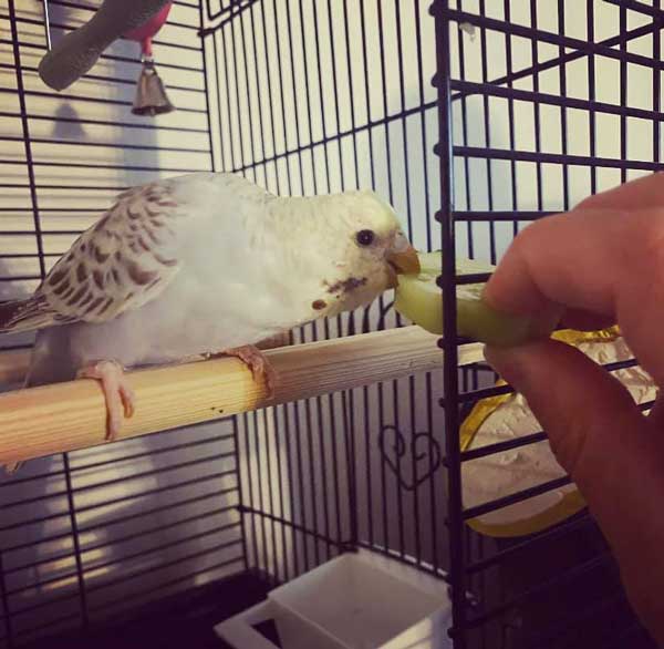 Budgies Like cucumber