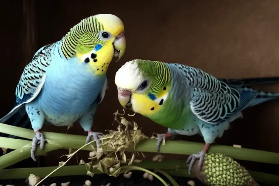 Can Budgies Eat Asparagus