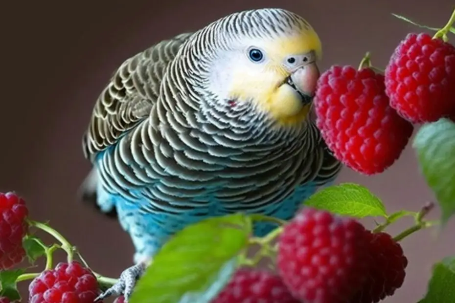 Can Budgies Eat Raspberries