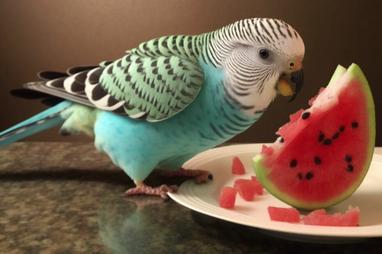 Can Budgies Really Enjoy Watermelon? Find Out!
