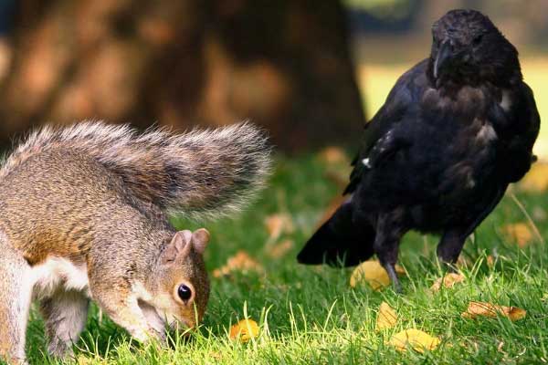 Crows Eat Squirrels