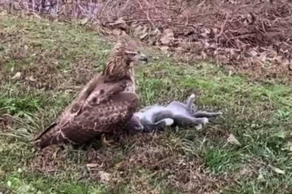 Do Hawks Eat Cats
