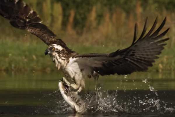 Do Hawks Eat Fish