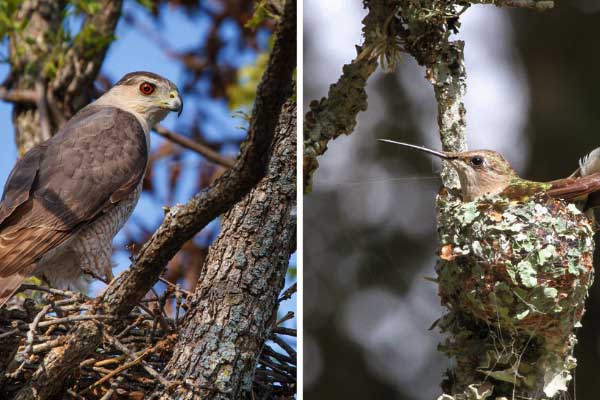 Do Hawks Eat Hummingbirds