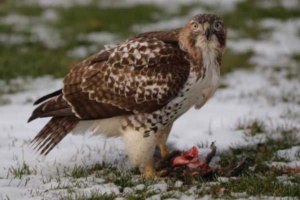 Hawks Eat Squirrels