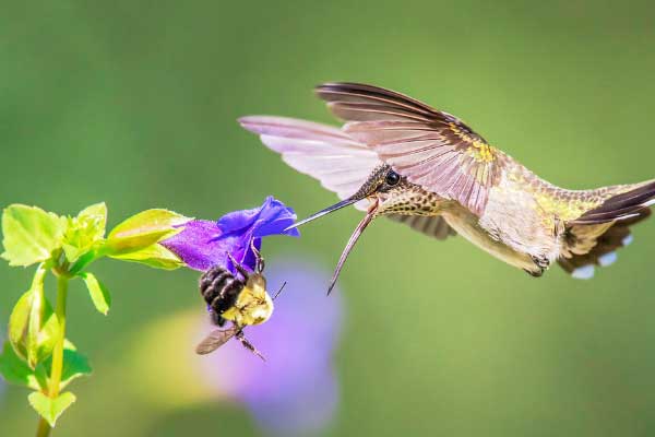 Do Hummingbirds Eat Bees