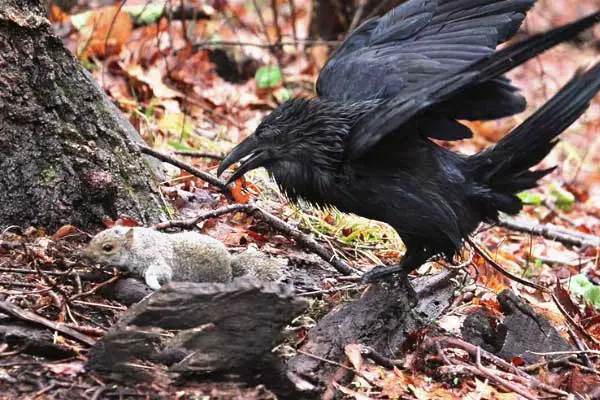 Do Ravens Eat Squirrels