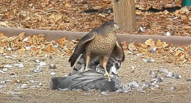 Hawks Eat Pigeons