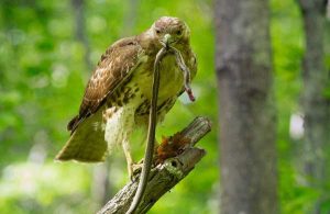 Do Hawks Eat Cats?