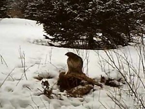 Do Hawks Eat Deer? Get to Know Here!