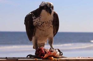 Do Hawks Eat Fish? Let's Find Out in Details!