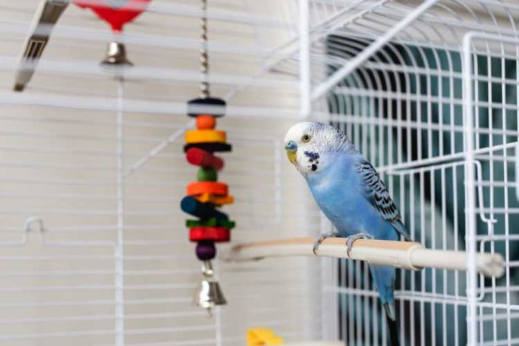 Can Budgies Eat Blueberries? Are Blueberry Seeds Safe for Them?