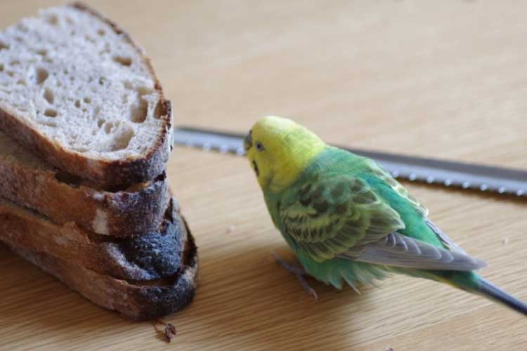 Can Budgies Eat Bread
