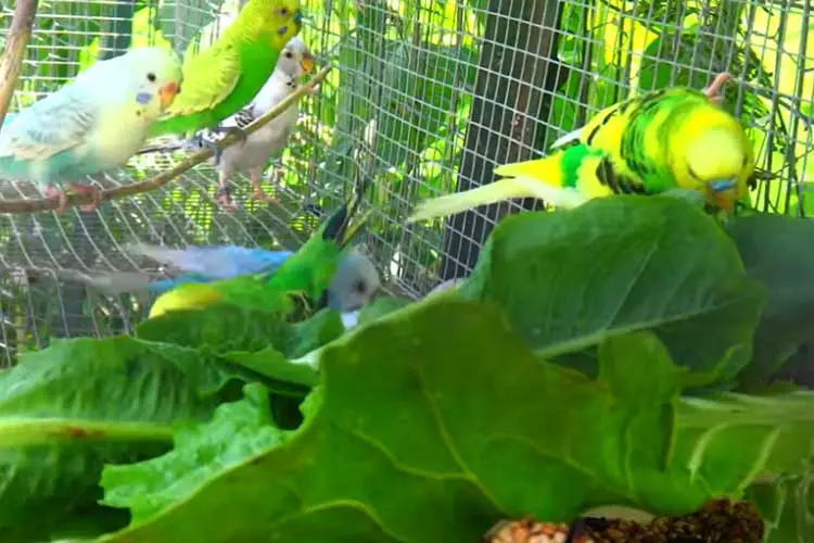 Can Budgies Eat Cabbage