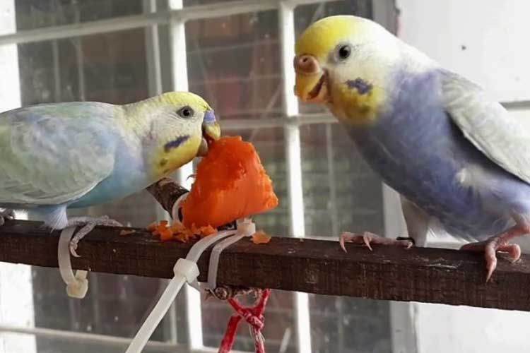 Can Budgies Eat Carrots