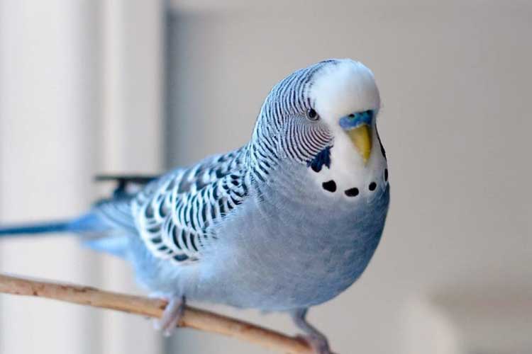 Can Budgies Eat Cheese? Is It Okay to Consume Such Dairies?
