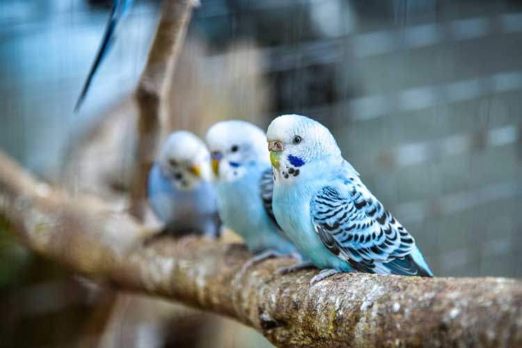 Can Budgies Eat Chia Seeds