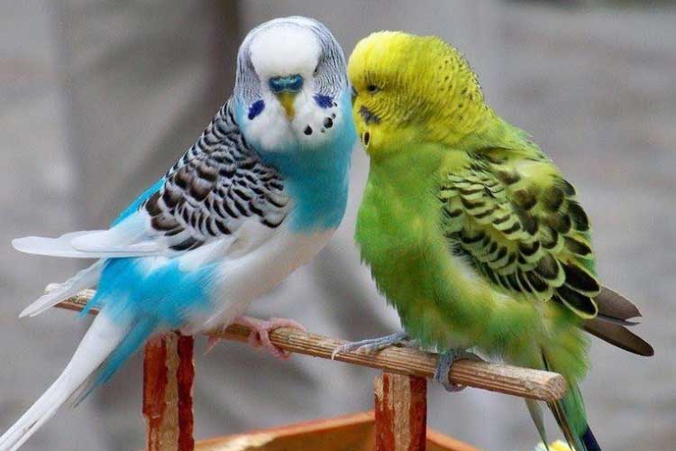 Can Budgies Eat Chocolate