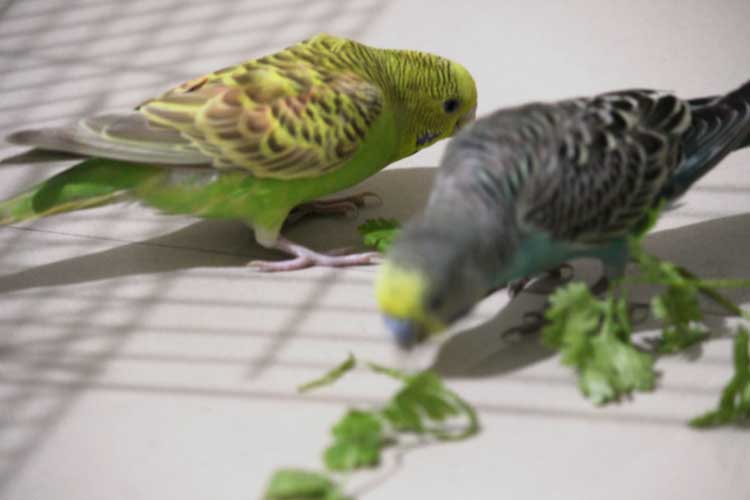 Can Budgies Eat Cilantro