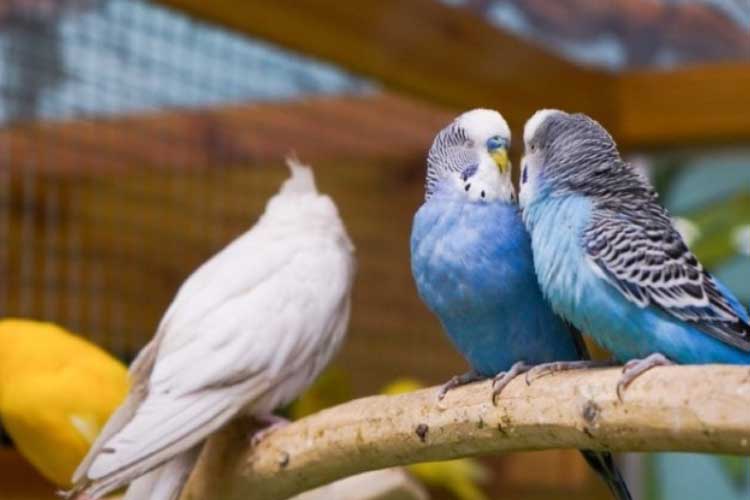 Can Budgies Eat Cockatiel Food