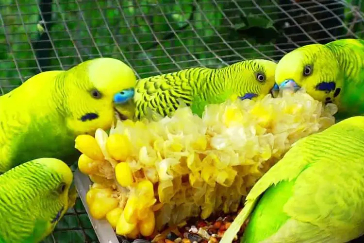 Can Budgies Eat Corn