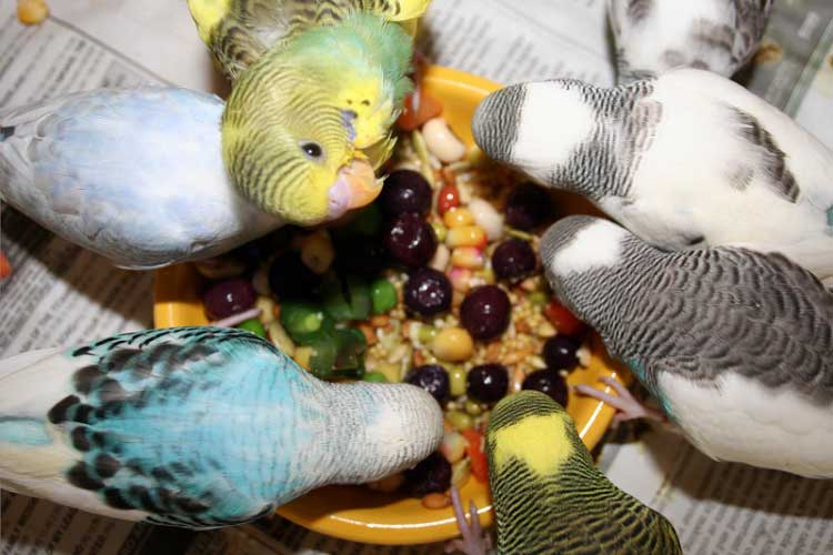 Can Budgies Eat Dried Fruit
