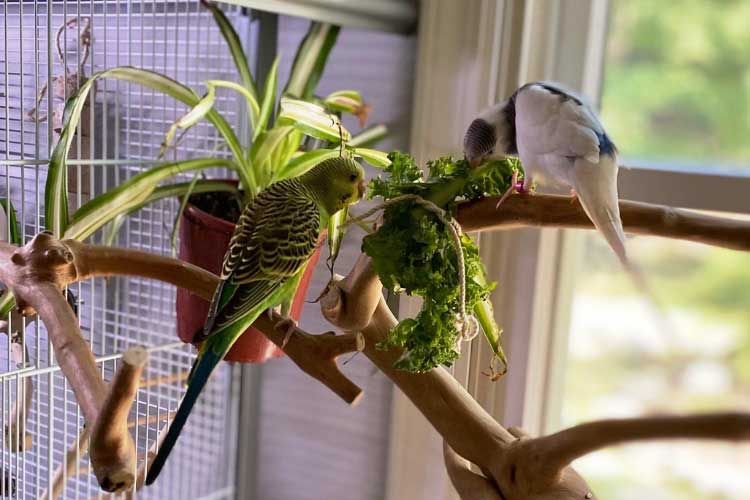 Can Budgies Eat Kale Safe Vegetable for Your Feathery Friend
