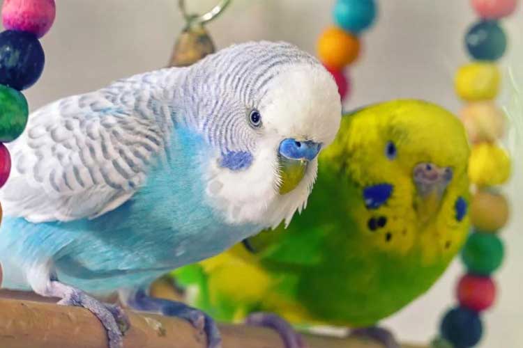 Can Budgies Eat Kiwi