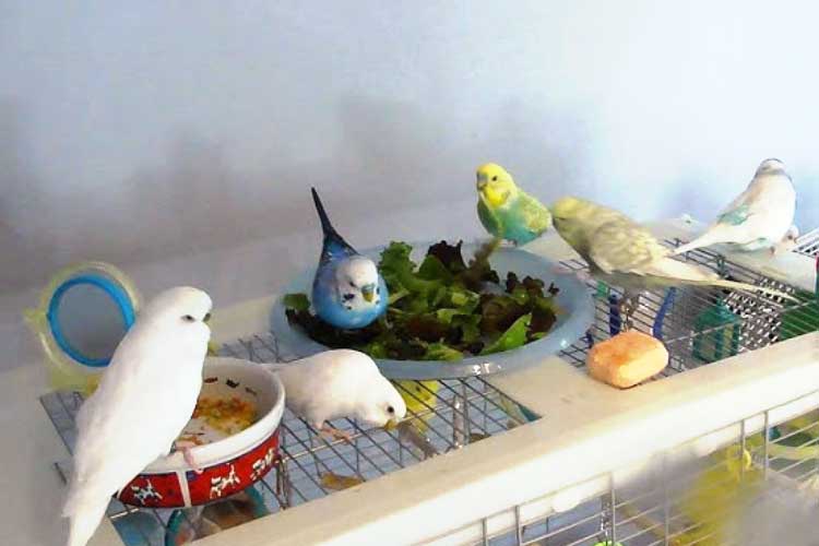 Can Budgies Eat Lettuce? Find The Full Details Below…