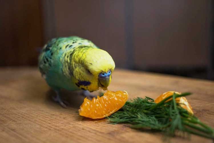 Can Budgies Eat Oranges