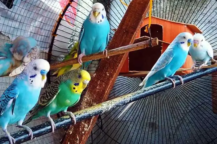 Can Budgies Eat Peanuts