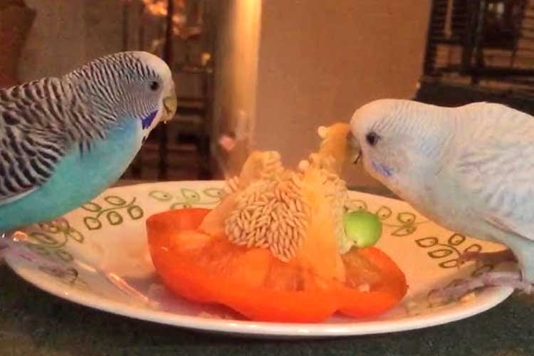 Can Budgies Eat Peppers