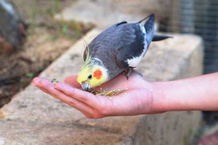 Can Cockatiels Eat Almonds? What you need to avoid!