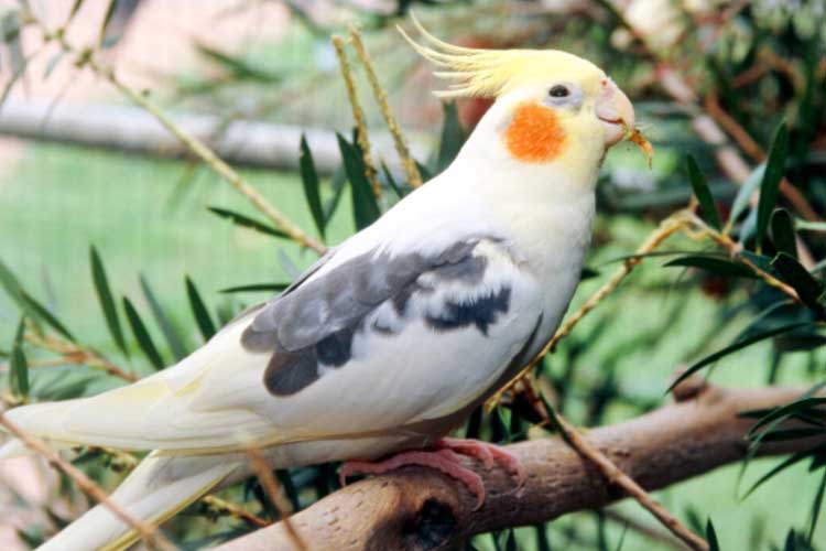 Can Cockatiels Eat Apples