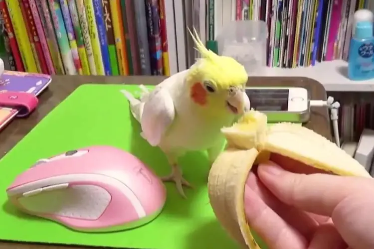Can Cockatiels Eat Bananas