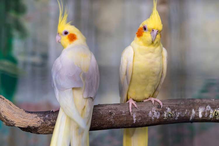 Can Cockatiels Eat Blueberries