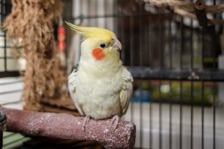 Can Cockatiels Eat Celery