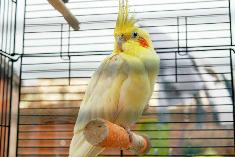 Can Cockatiels Eat Cheese? All you need to Know!