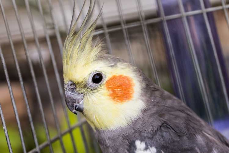 Can Cockatiels Eat Cherries