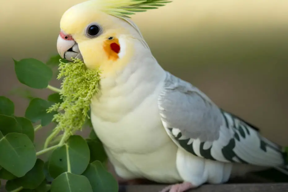 Can Cockatiels Eat Cilantro