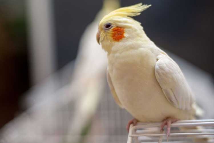 Can Cockatiels Eat Cracker