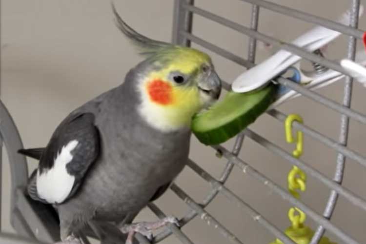 Can Cockatiels Eat Cucumbers